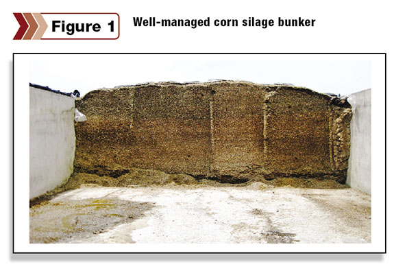 Well-managed corn silage bunker