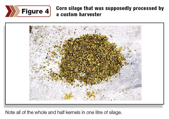 Corn silage processed by a custom harvester